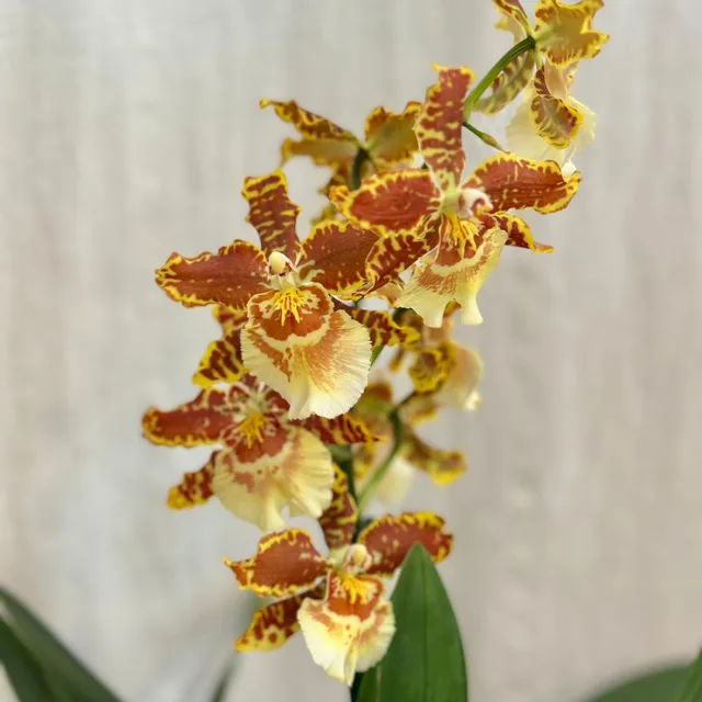 Orchidej Cambria ‘Golden Tiger’