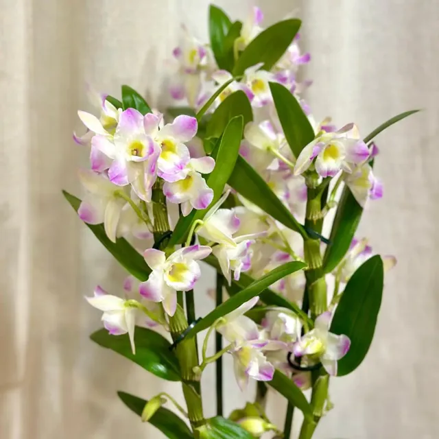 Orchidej Dendrobium nobile ‘Light Pink’
