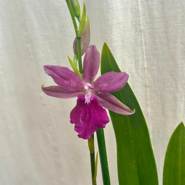 Orchidej Miltonia Honolulu ‘Warne's Best’