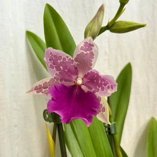 Orchidej Miltonia Honolulu x binotii