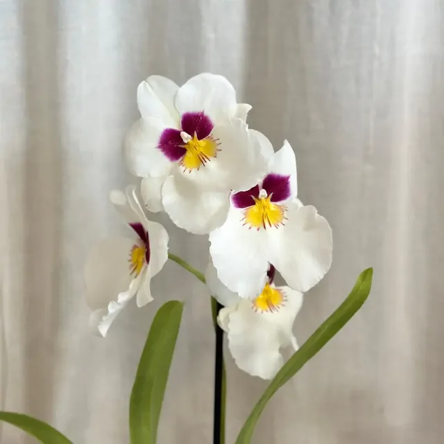Orchidej Miltoniopsis ‘Herr Alexandre’