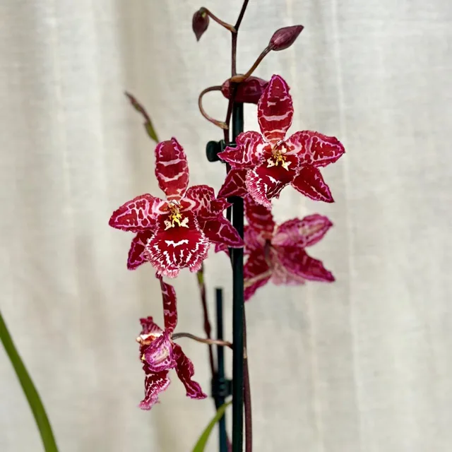 Orchidej Odontoglossum ‘Sweet Summer Morn’
