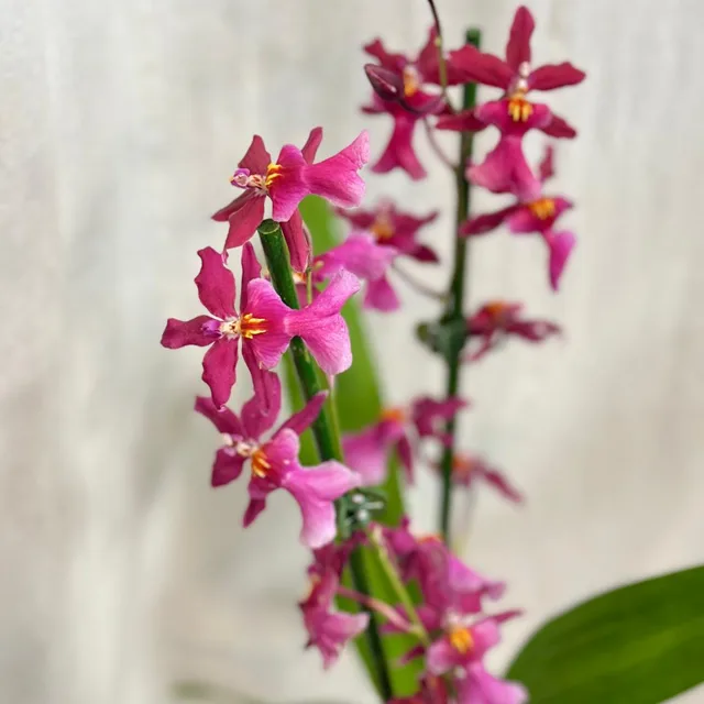 Orchidej Oncidium ‘Charlesworthii’