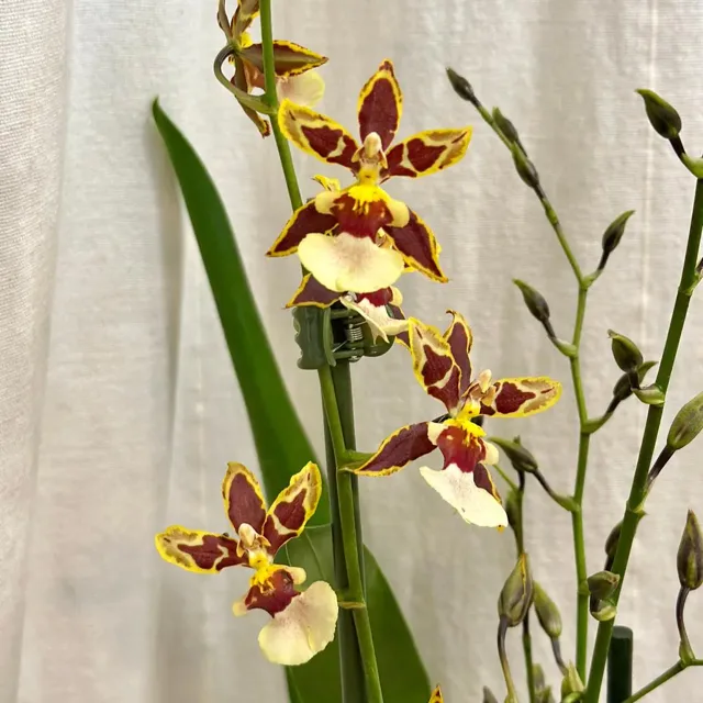 Orchidej Oncidium ‘Colmanara Jungle’