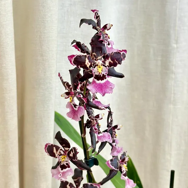 Orchidej Oncidium (Cyrtocidium) ‘Holm’s Wizard’