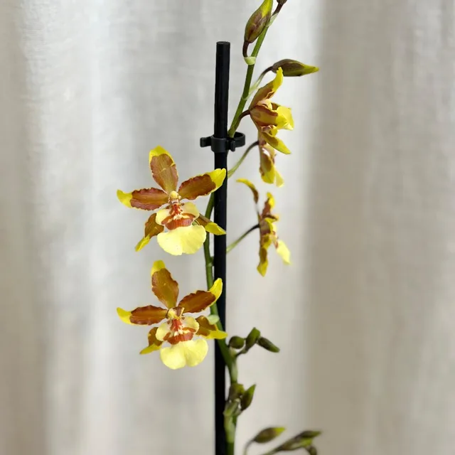 Orchidej Oncidium sphacelatum