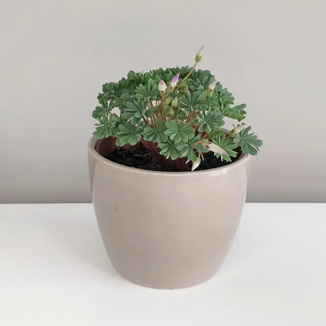 Oxalis adenophylla