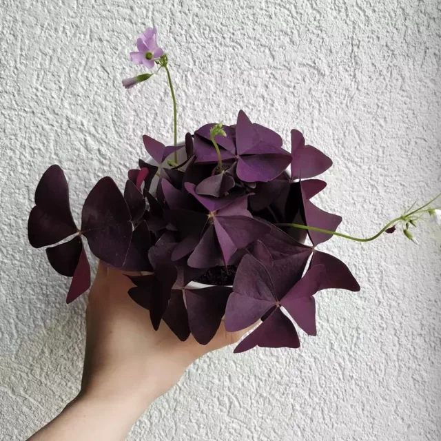 Oxalis triangularis malý