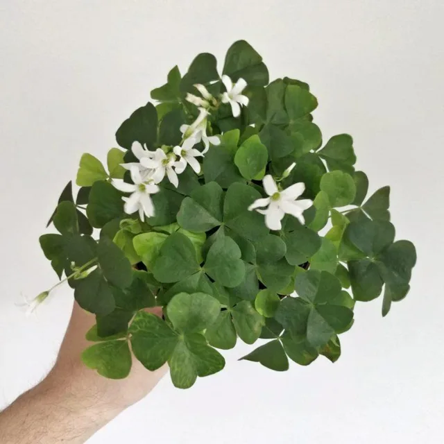 Oxalis triangularis zelený