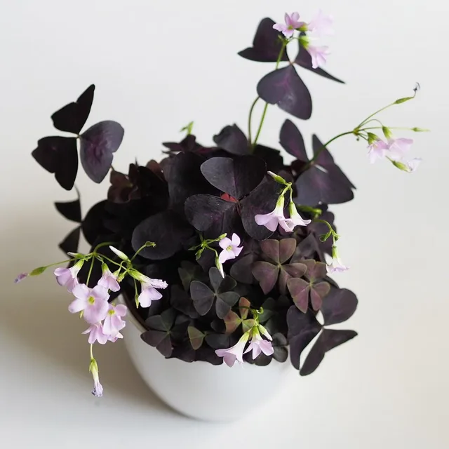 Oxalis triangularis