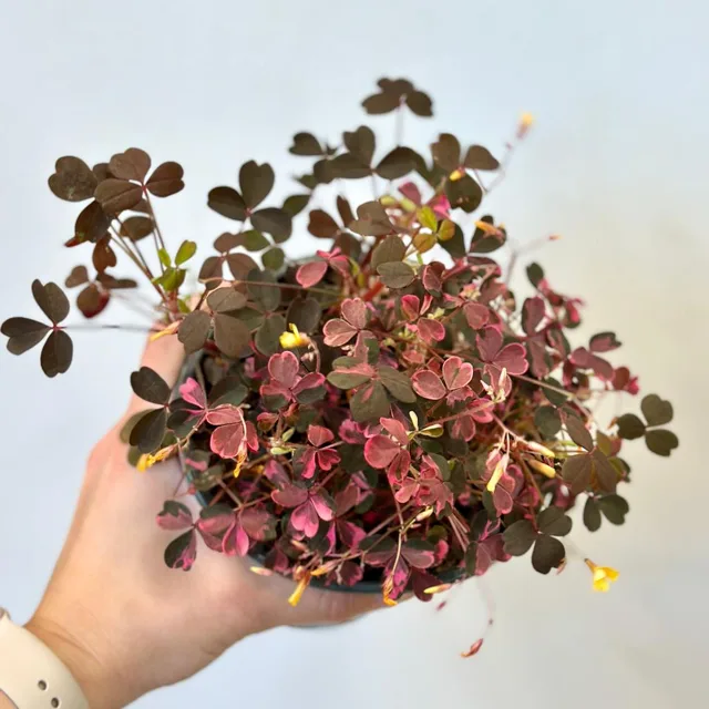 Oxalis vulcanicola ‘Pink’ velký