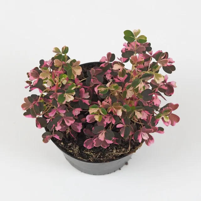 Oxalis vulcanicola ‘Pink’