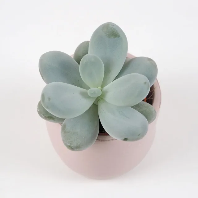 Pachyphytum oviferum