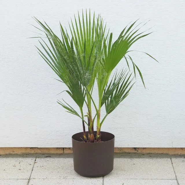 Palma mexická / Washingtonia robusta