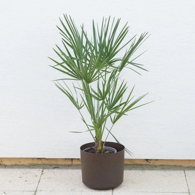 Palmička nízká / Chamaerops humilis