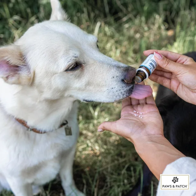 PAWS & PATCH Anxiety Insecurity - Flower Essence Blends - 10 g