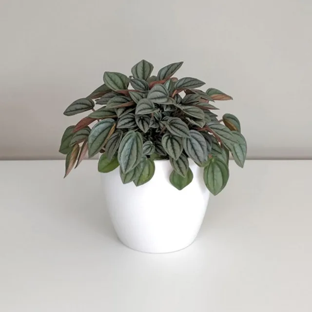 Peperomie caperata ‘Napoli Nights’