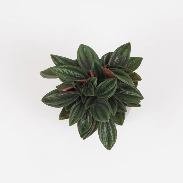 Peperomie caperata ‘Rosso’ malá