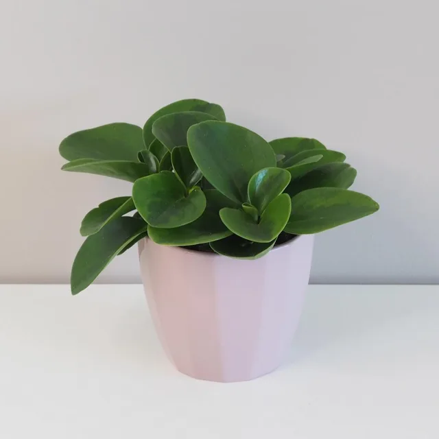 Peperomie obtusifolia ‘Lime’