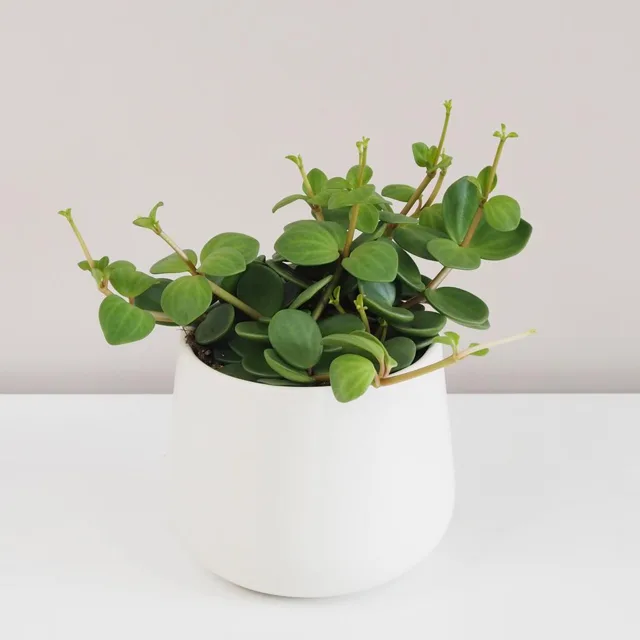 Peperomie tetraphylla ‘Hope’