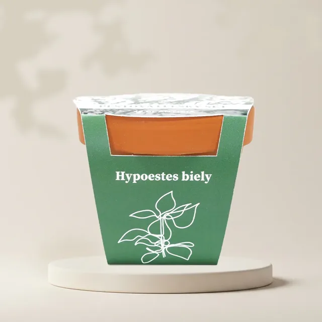 Pěstitelský set Hypoestes bílý