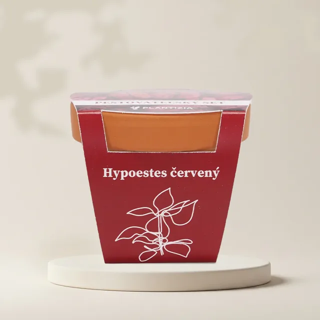Pěstitelský set Hypoestes červený