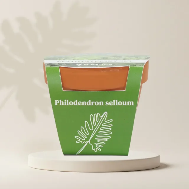 Pěstitelský set Philodendron selloum