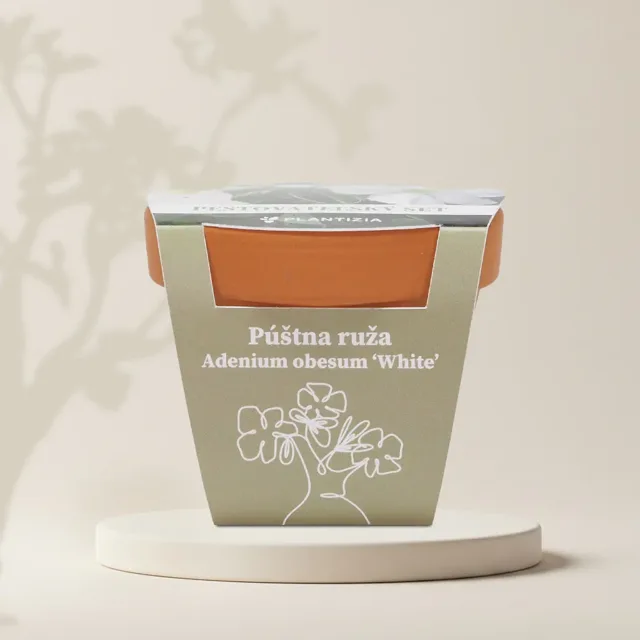 Pěstitelský set Pouštní růže / Adenium obesum ‘White’
