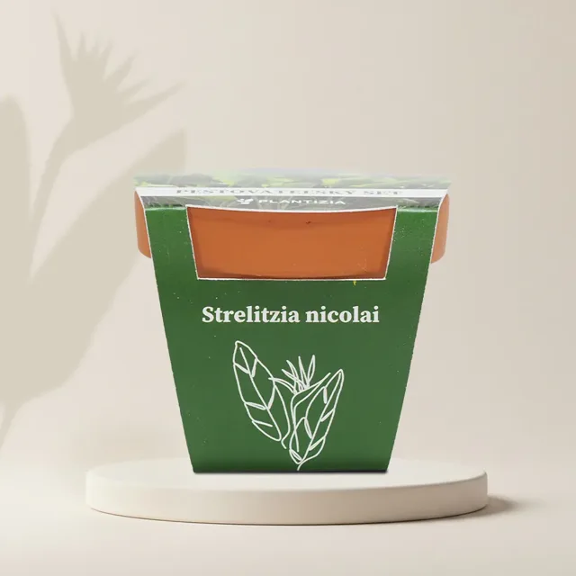 Pěstitelský set Strelitzia nicolai