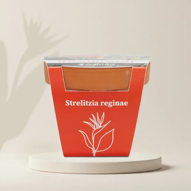 Pěstitelský set Strelitzia reginae