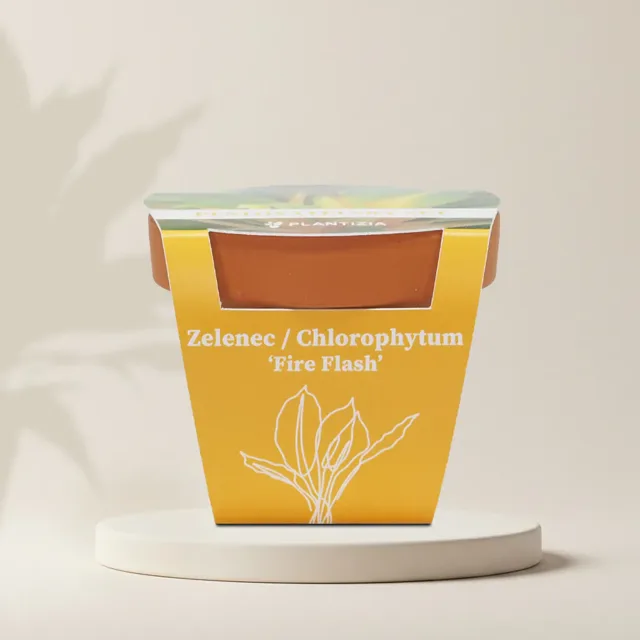 Pěstitelský set Zelenec / Chlorophytum ‘Fire Flash’