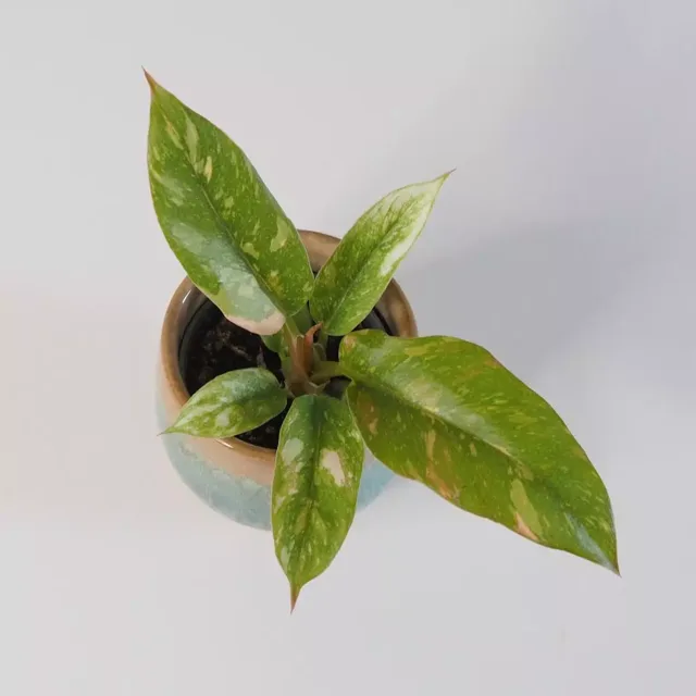 Philodendron ‘Ring of fire’ malý