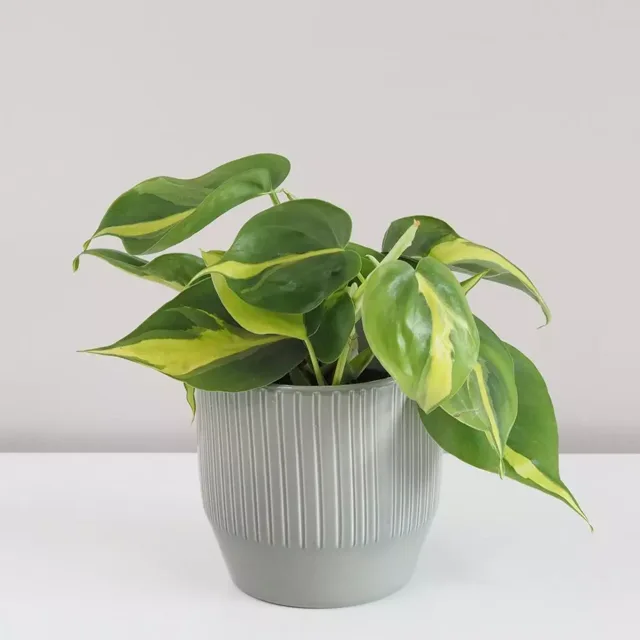 Philodendron scandens ‘Brasil’