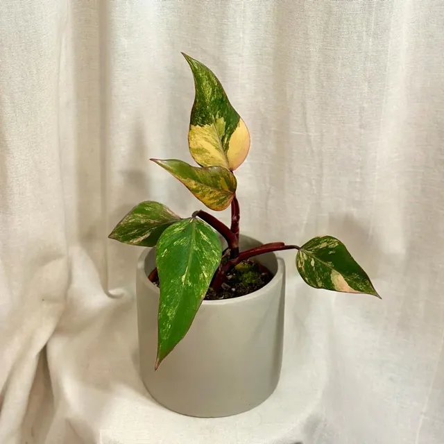 Philodendron Strawberry Shake’ velký