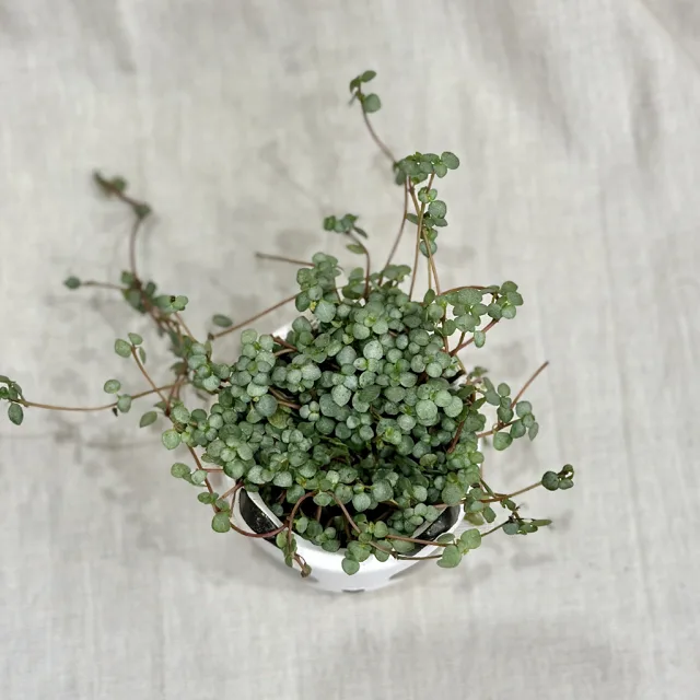 Pilea glauca aquamarine malá