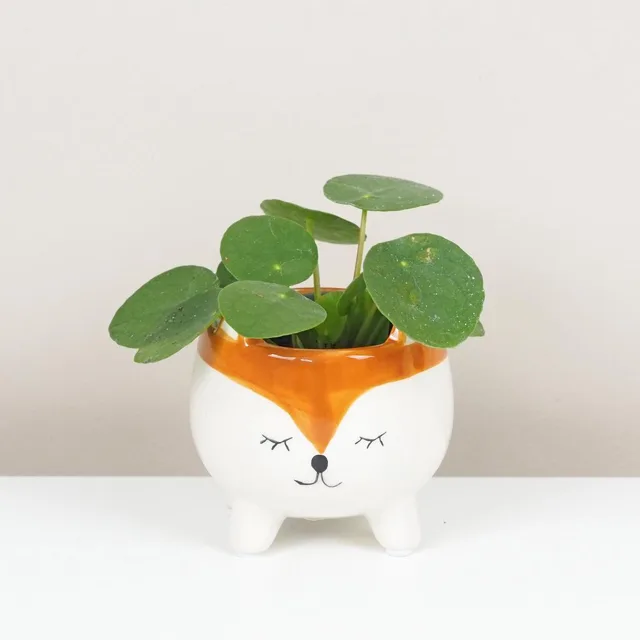 Pilea peperomioides malá