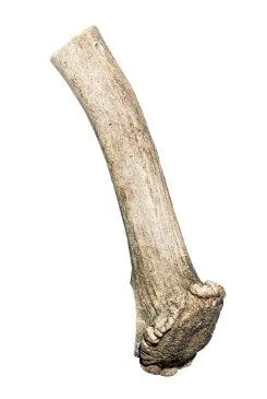 Pochoutka Paroží Daněk 100-140g
