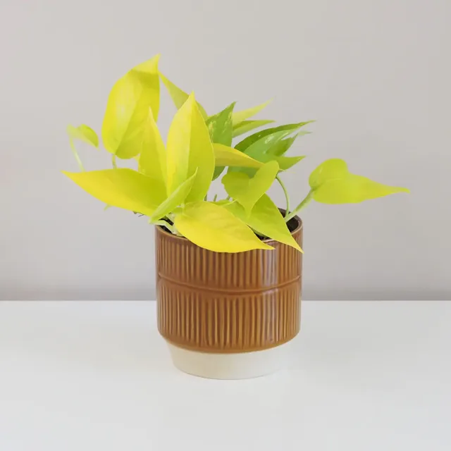 Pothos Epipremnum aureum ‘Neon’