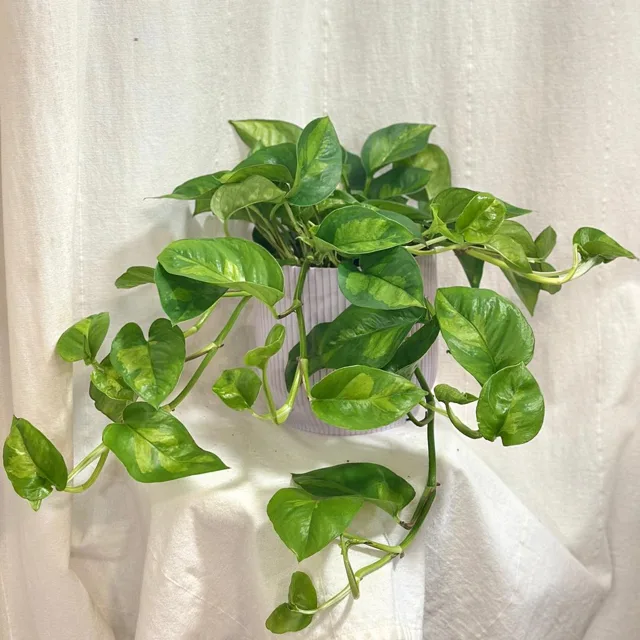 Pothos Epipremnum ‘Global Green’ velký