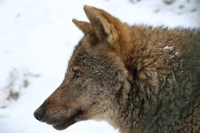 Příspěvek na chov vlka iberského v jihlavské ZOO - 30kč