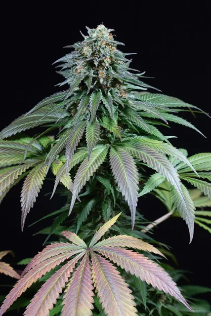 Purple Moby Dick - 5 ks feminizovaná semínka Dinafem