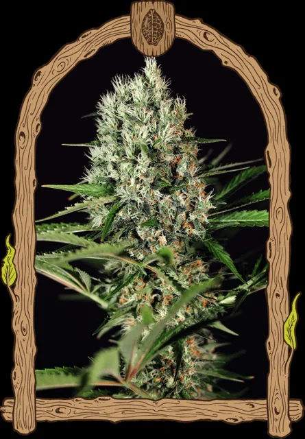 Quick Mass - feminizovaná semena, 3 ks, Exotic Seed