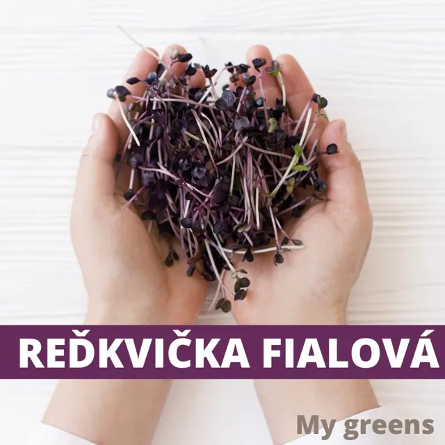 Ředkvička fialová microgreens semena 50g
