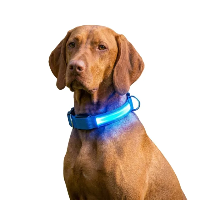 Reedog Colour svíticí obojek pro malé, střední a velké psy - Modrá - 32 - 50 cm | P868