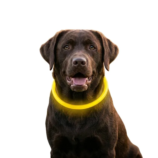 Reedog Full Light USB dobíjecí svítící obojek pro psy a kočky | P45813