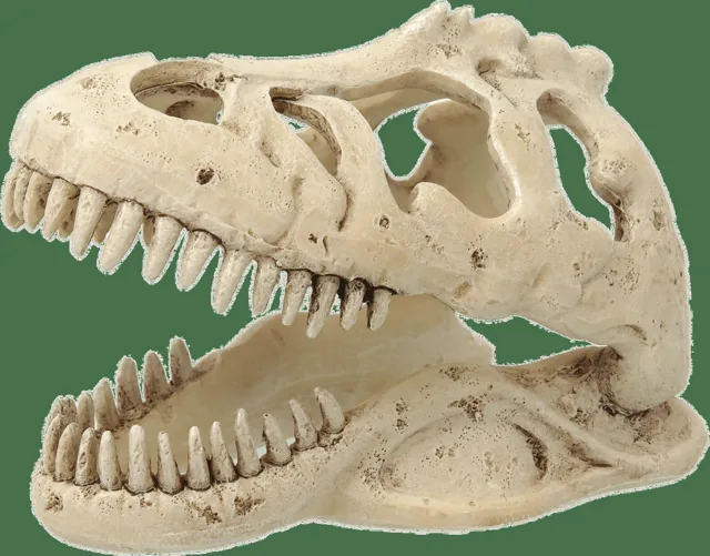 Repti Planet Dekorace T-REX lebka 13,3x8,5x9cm
