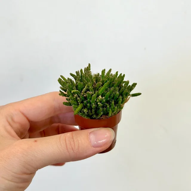 Rhipsalis mini