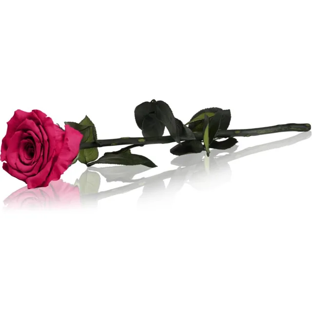 RoseAmor Fuchsia stabilizovaná růže na stonku 30 cm 1 ks
