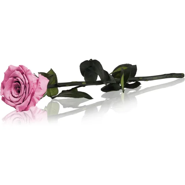 RoseAmor Pink stabilizovaná růže na stonku 30 cm 1 ks