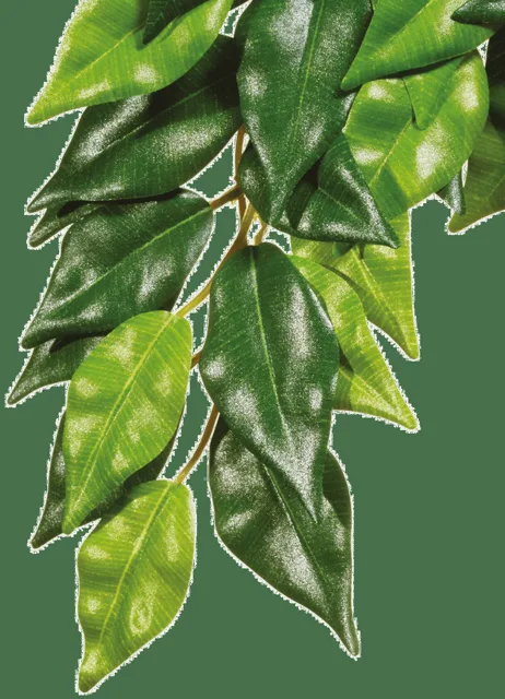 Rostlina EXO TERRA Ficus velká 70 cm